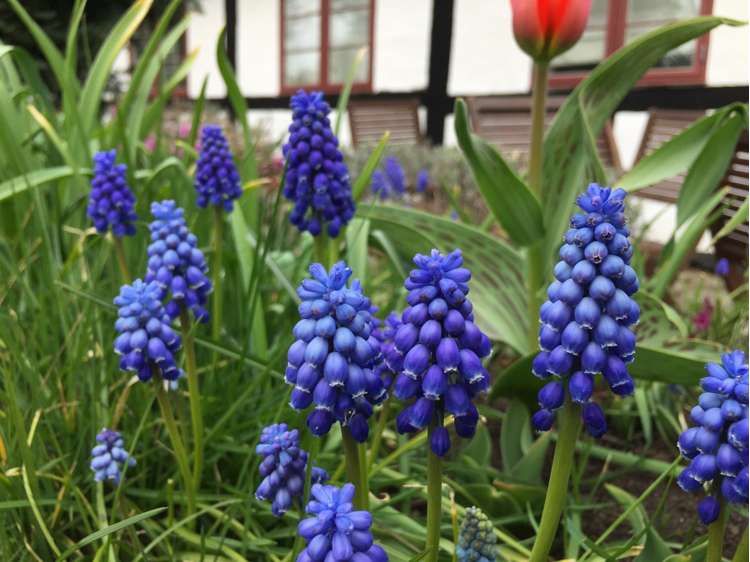 Muscari 'Armeniacum'